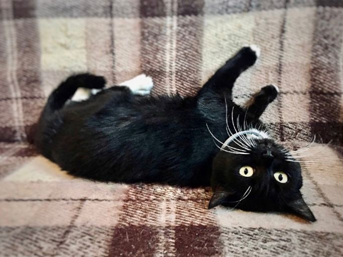 «Когда я узнала, как поступили с Люсей бывшие хозяева, сразу приехала за ней в приют» 