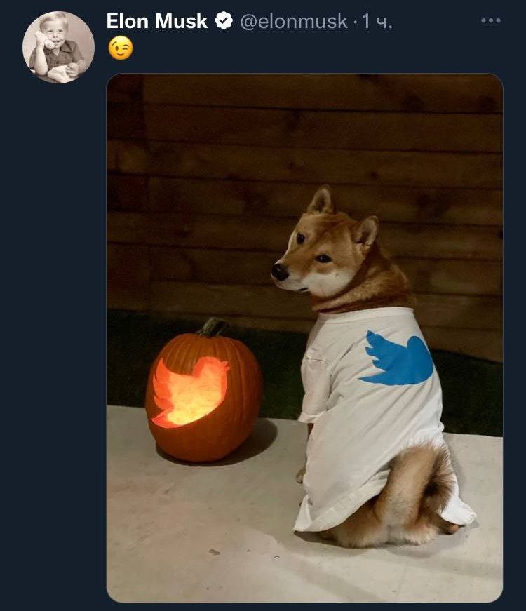 После размещения этого фото владельцем Твиттера Маском курс Dogecoin сделал +20%
